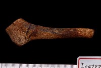 藏品(麂角)的圖片